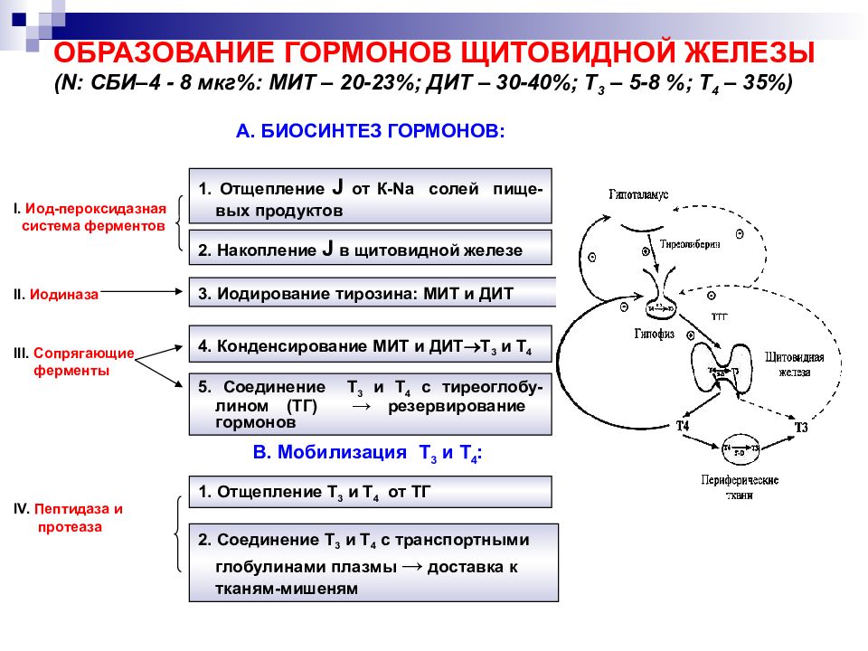 Патофизиология щитовидной железы презентация