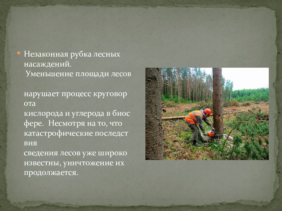 Сведение лесов страны. Последствия сокращения площади лесов. Вырубка лесных насаждений относится к загрязнению