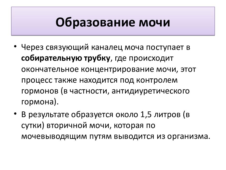Образование может быть. Образование мочи презентация. моча для презентации. моча образуется в. механизм образования мочи.
