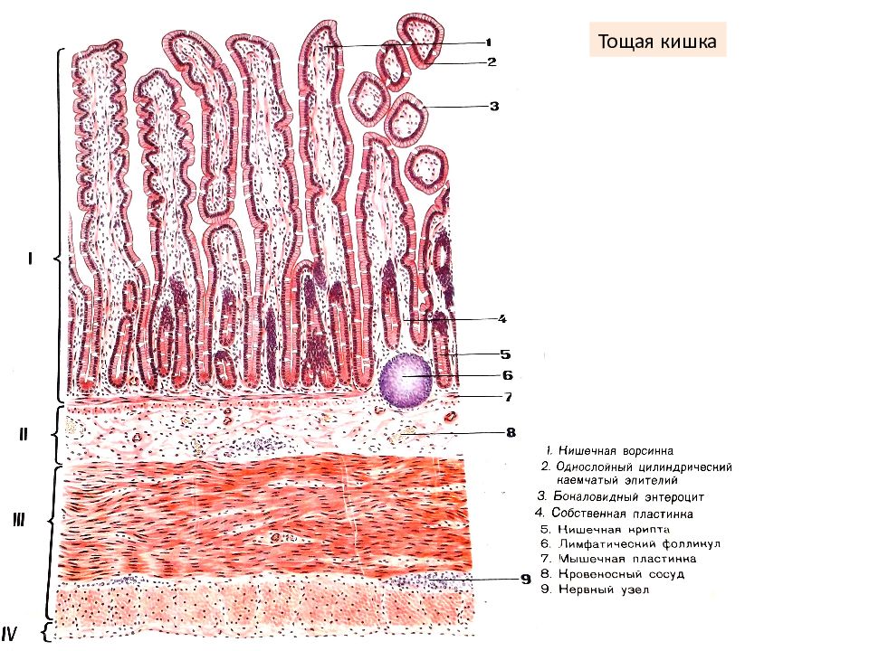 Ткани кишечника. Подвздошная кишка гистология препарат. Тонкий кишечник гистология препарат. Строение тонкой кишки гистология. Срез тогкой кмшкигистология.