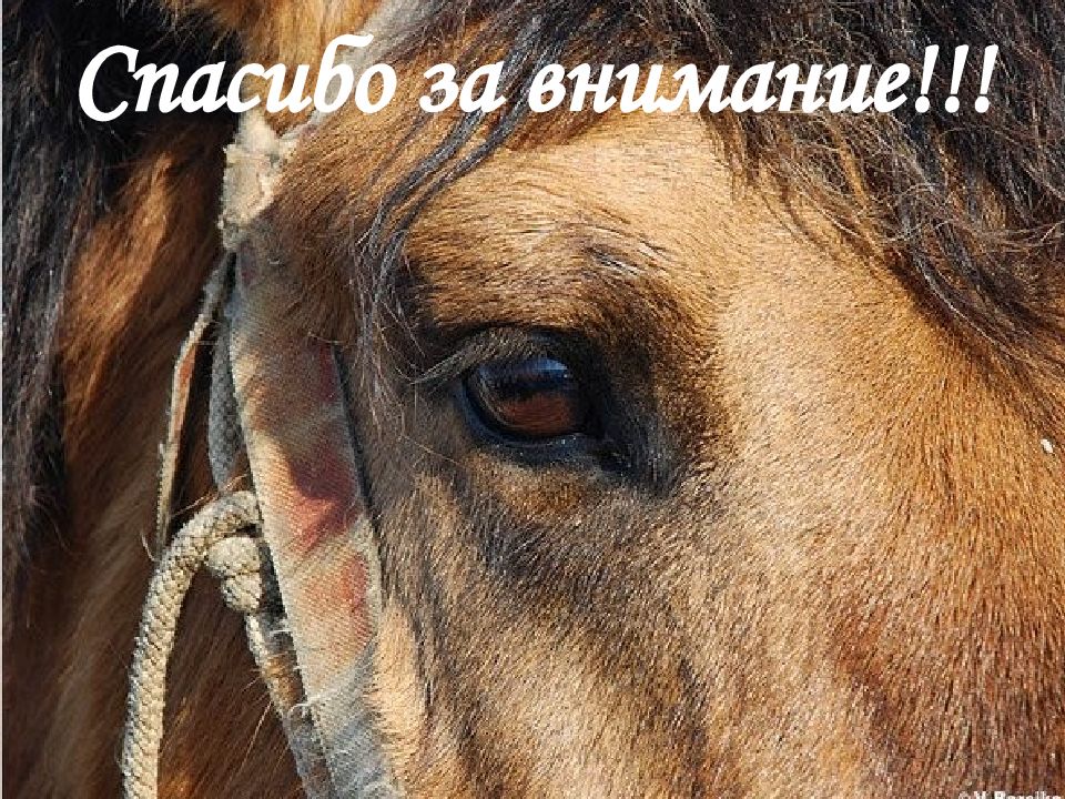 Спасибо за внимание!!!