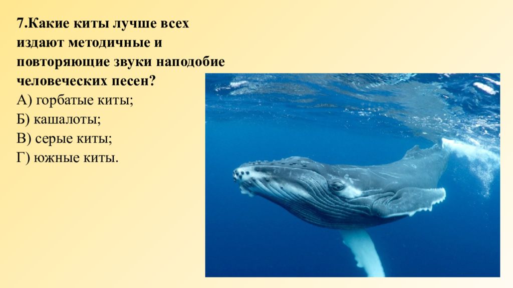 Музыка звук китов. Кит Горбач альбинос. Кит для презентации. Доклад о горбатом ките. Презентация про китов.