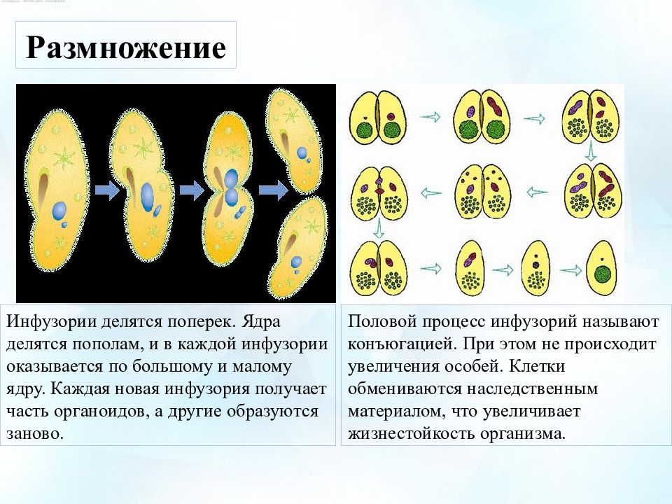 Конъюгация у инфузорий схема