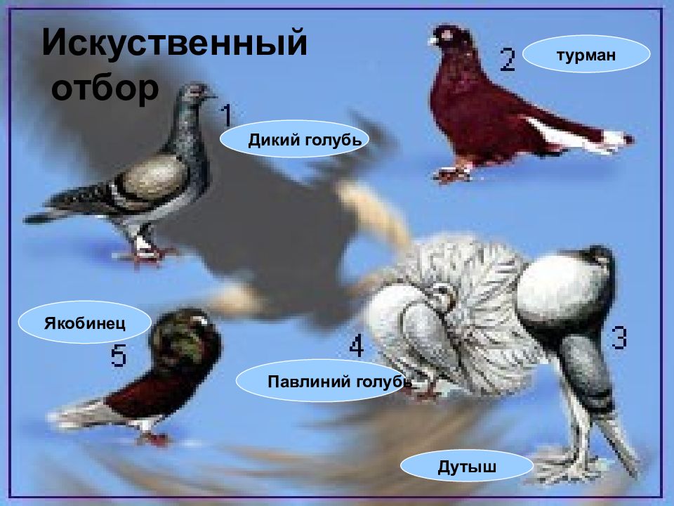 Искусственный отбор картинки