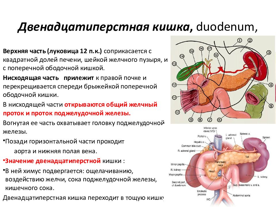 Строение стенки двенадцатиперстной кишки