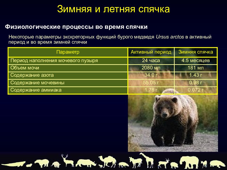 Максимальная скорость бурого медведя км ч. Таблица медведей. Размеры медведей. Бурый медведь таблица. Параметры медведя.