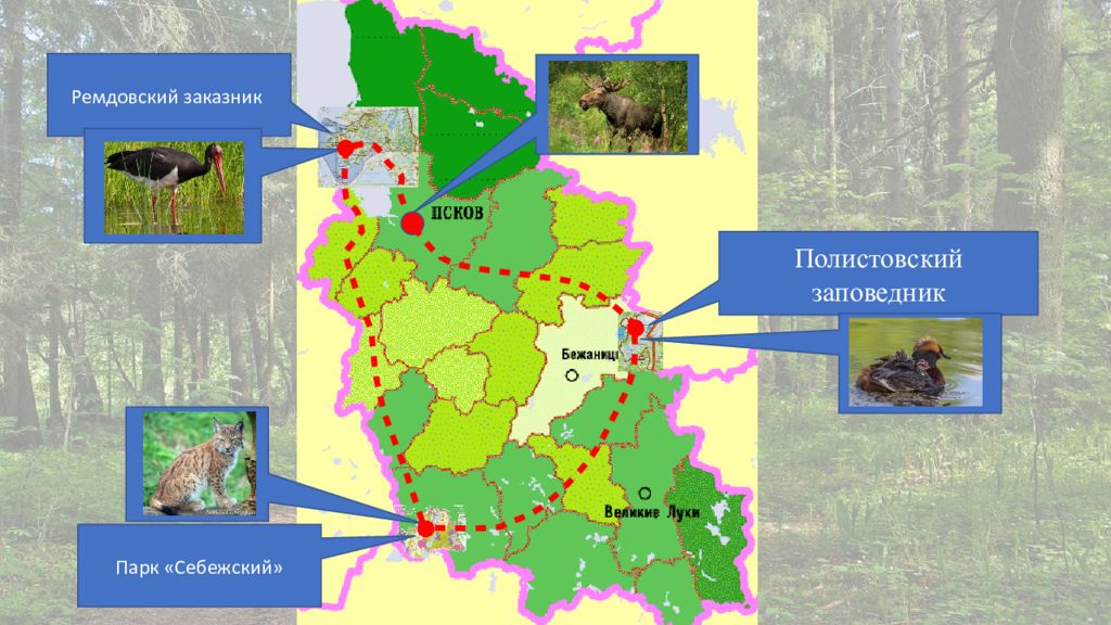 Полистовский заповедник презентация