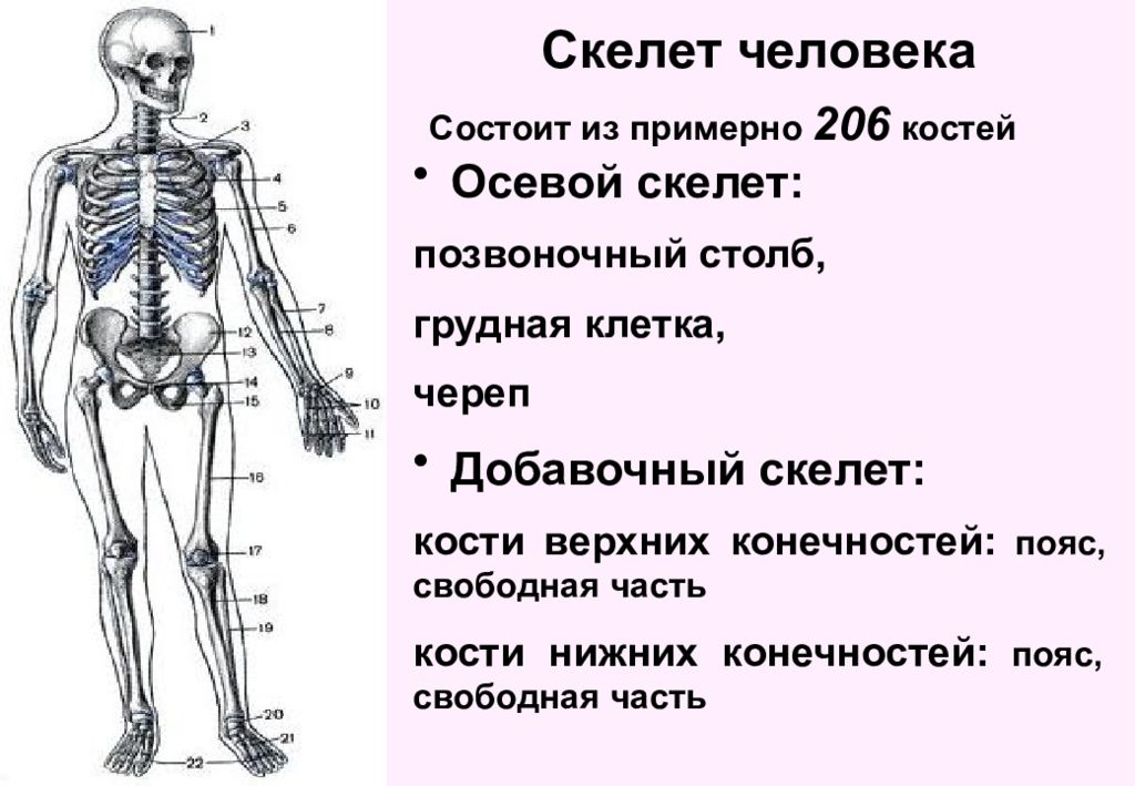 Осевой скелет. Добавочный скелет. Осевой и добавочный скелет. Осевой скелет и добавочный скелет человека.