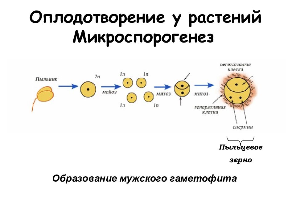 Каким номером на рисунке обозначена генеративная клетка пыльцевого зерна