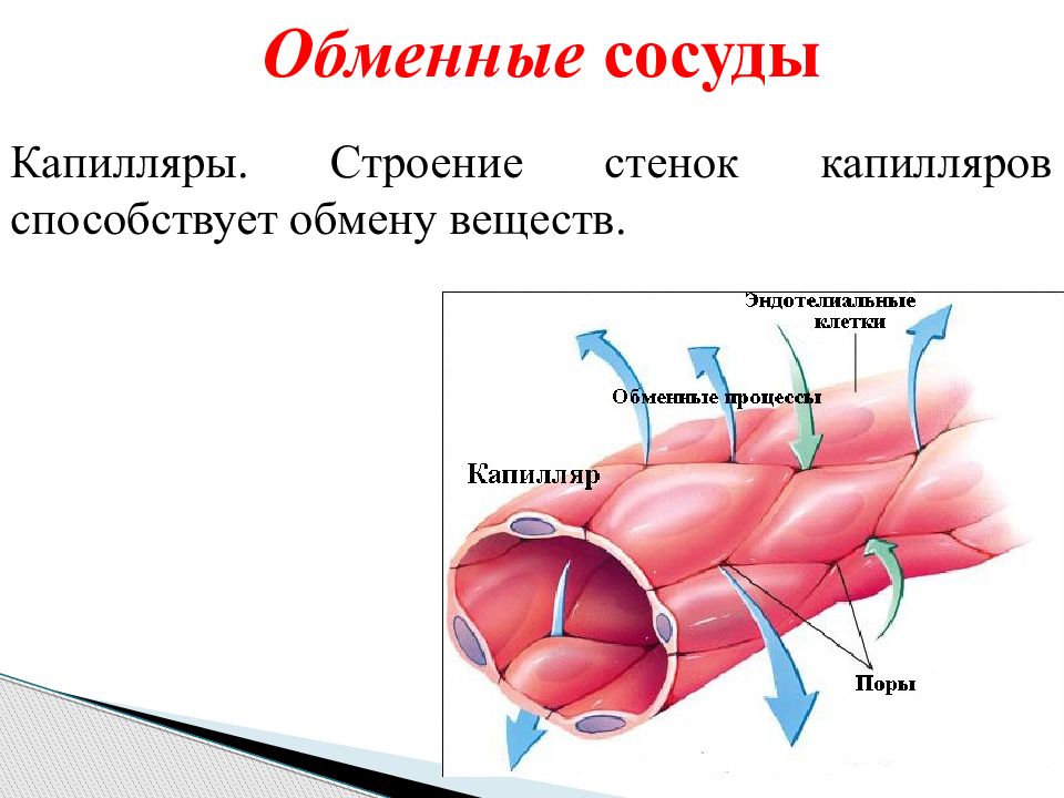 Капилляры какие сосуды. Строение стенки сосуда капилляры. Капиляр строение стенки. Строение стенки капилляра. Капилляры обменные сосуды.