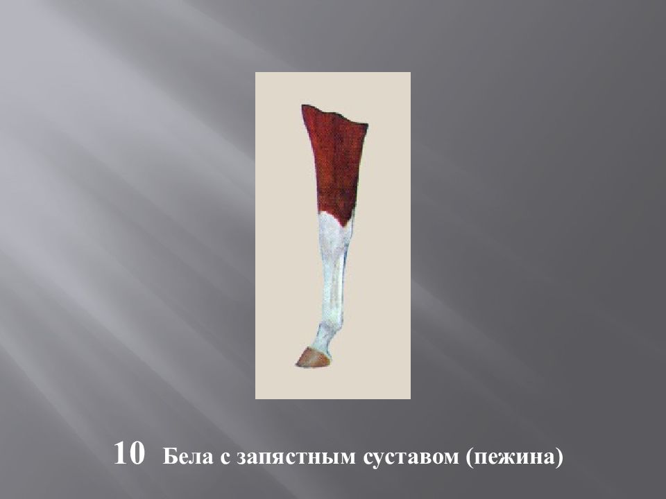 Масти и отметины у лошадей