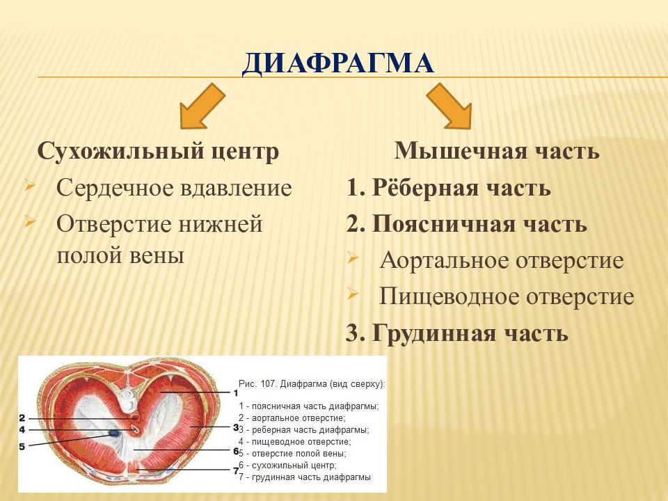 Центр диафрагмы. Сердечное вдавление на диафрагме. Диафрагма. Диафрагма анатомия.