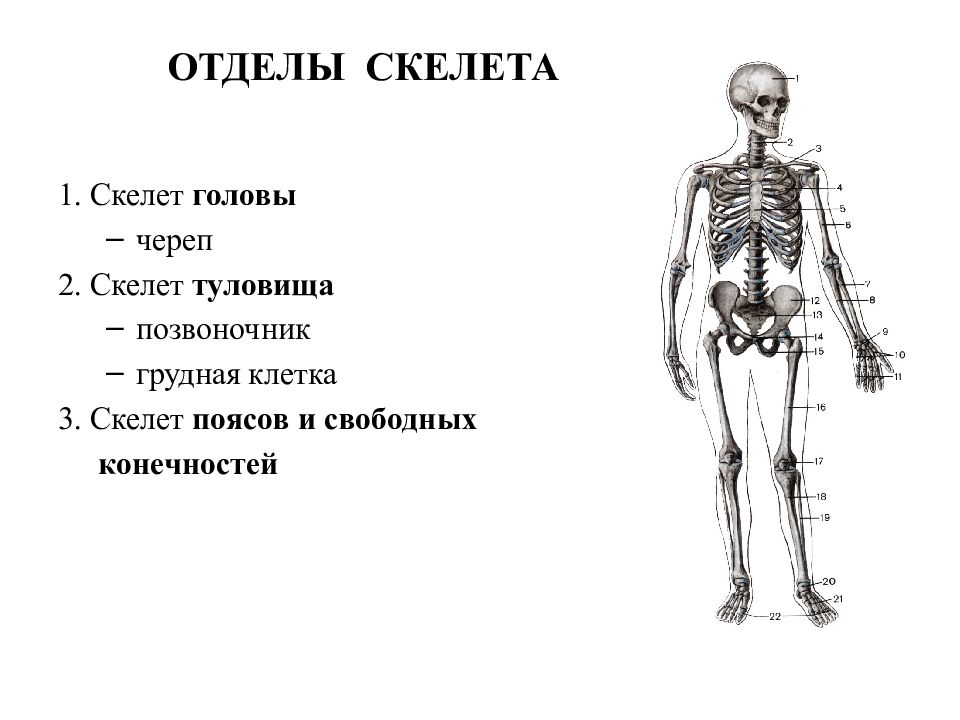 7 отделов скелета. Скелет человека отделы скелета. Строение отделов скелета. Отделы скелета человека схема. Отделы скелета скелет головы- череп скелет туловища.