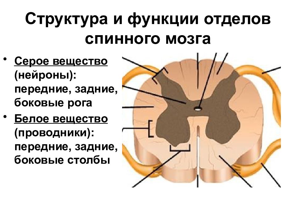Передний столб спинного мозга. Боковые рога серого вещества спинного мозга. Структура белого вещества спинного мозга. Функции серого и белого вещества спинного мозга. Серое и белое вещество спинного мозга анатомия.