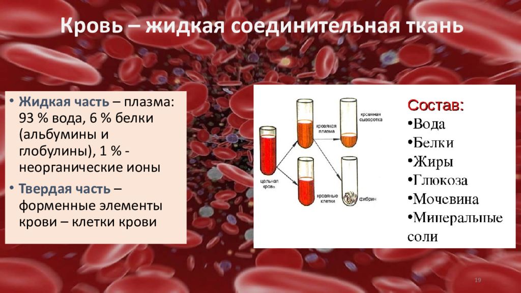 Жидкая часть крови. Жидкая соединительная ткань. Альбумины и глобулины крови. Объем жидкой части крови