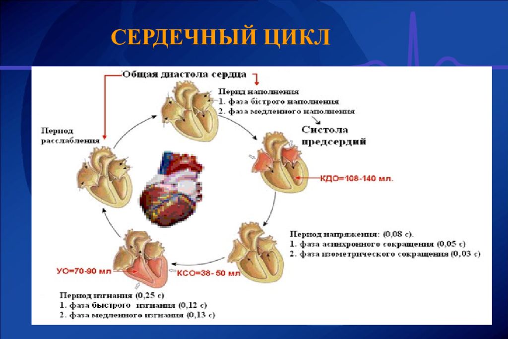 Сокращение предсердий в сердечном цикле. Физиологические основы сердечного цикла. Цикл сердечной деятельности схема. Сердечный цикл сердца. Фаза расслабления сердца.