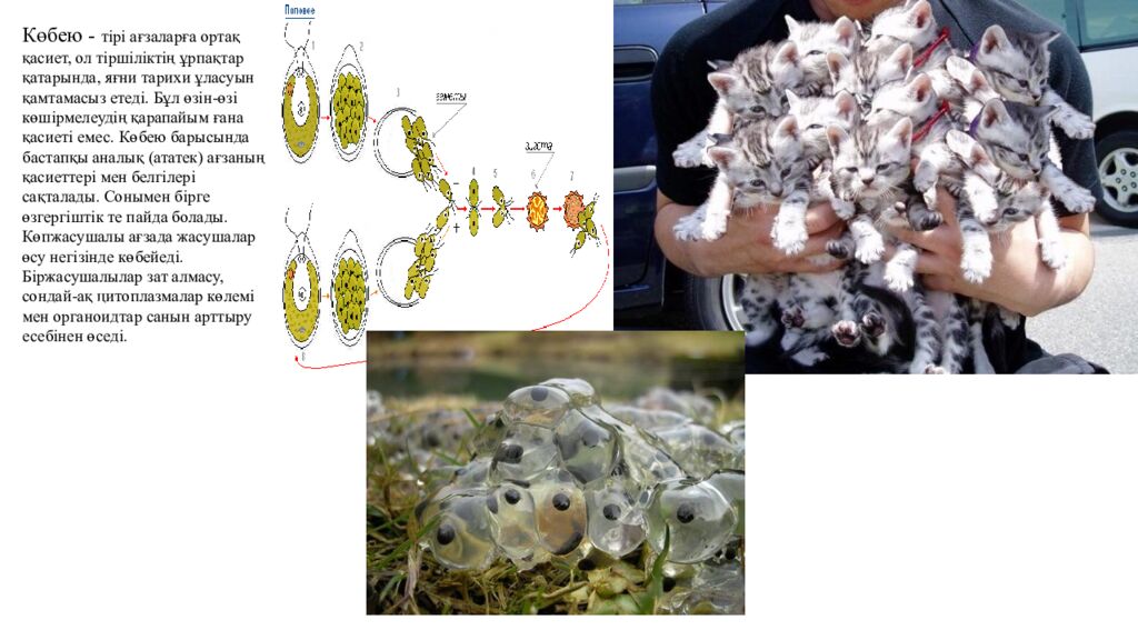 Сабақтың мақсаттары 5.4.2.2. Тірі ағзалардың құрылымдық деңгейлерін