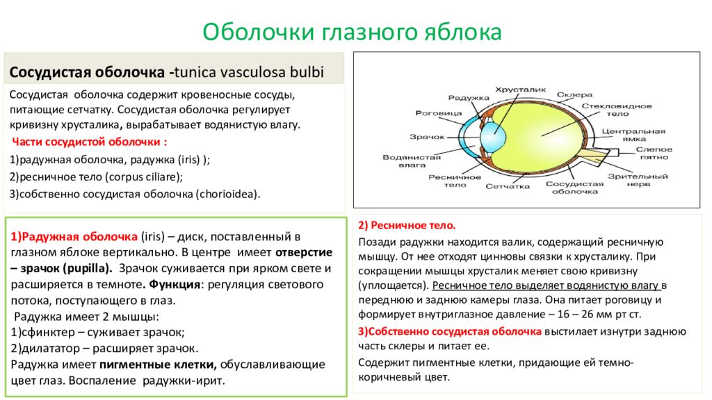 Оболочки глазного яблока. Оболочки глазного яблока и их функции. Строение и функции оболочек глазного яблока. Внутреннее ядро глаза строение и функции.