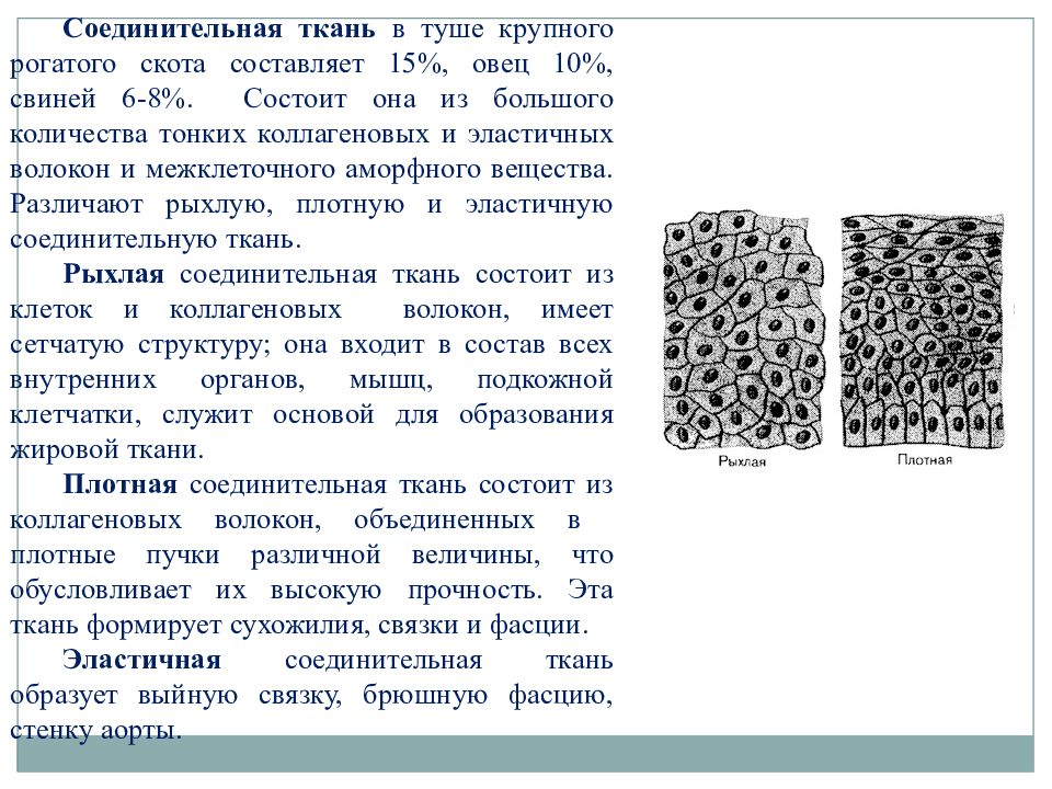 Значение соединительной. Строение соединительной ткани мяса. Характеристика тканей мяса. Что образует соединительная ткань. Соединительная ткань КРС.