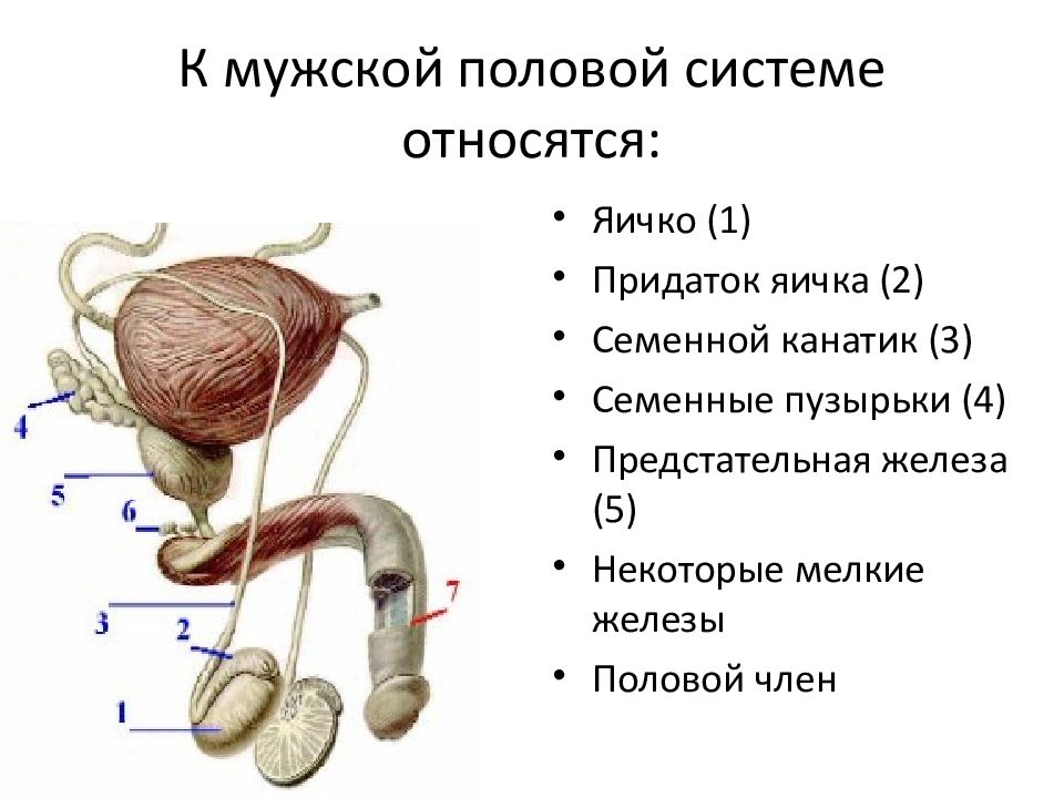 Воспаление семенных пузырьков схема лечения