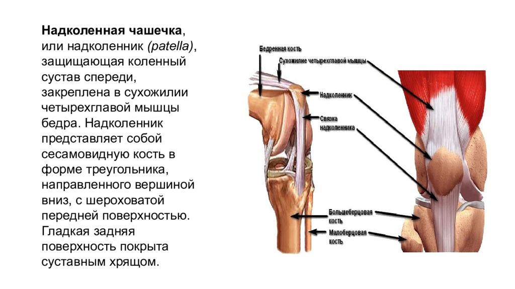 Болит коленная мышца. Болит кость под коленной чашечкой спереди. Строение мышц колена спереди. Мышцы коленного сустава спереди. Строение связки под коленом спереди.