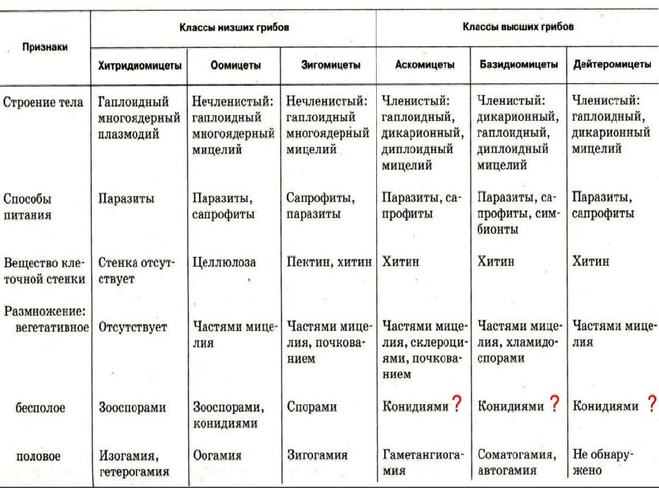 Грибы