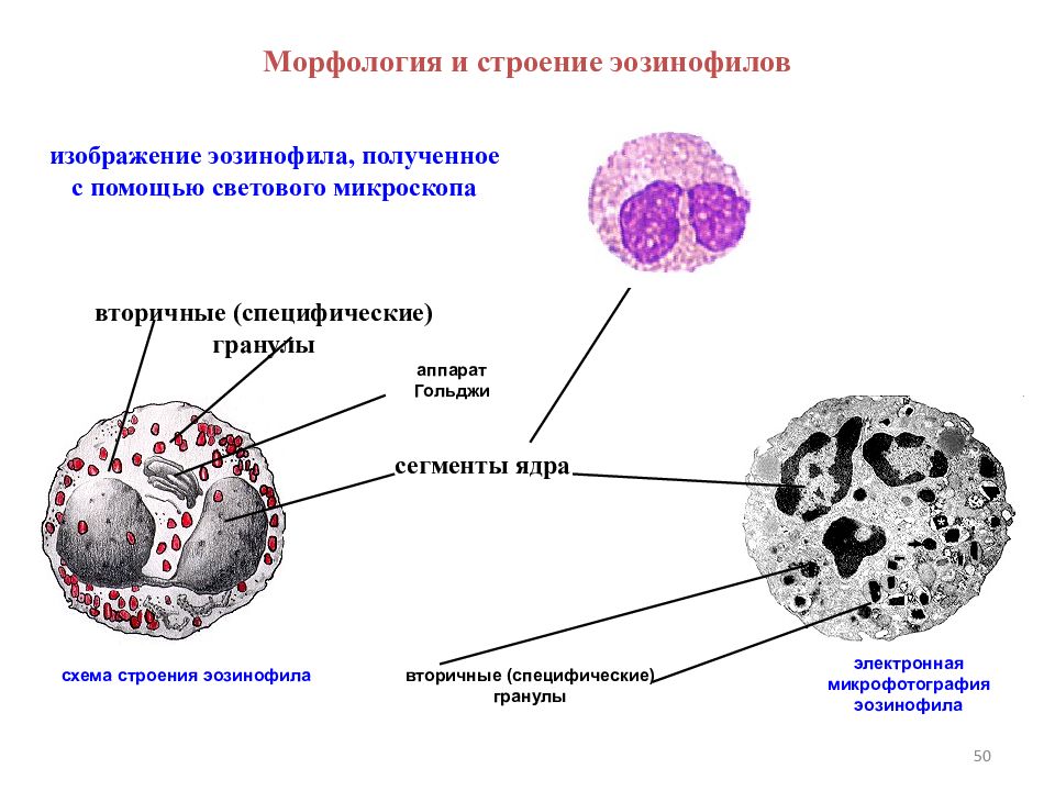 Сколько эозинофилах. Эозинофильный лейкоцит строение. Эозинофилы функции гистология. Строение гранул эозинофилов. Строение эозинофильных лейкоцитов.