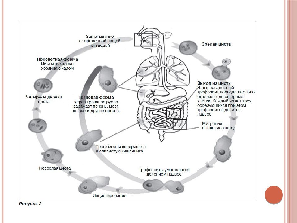 Жизненный цикл entamoeba histolytica схема