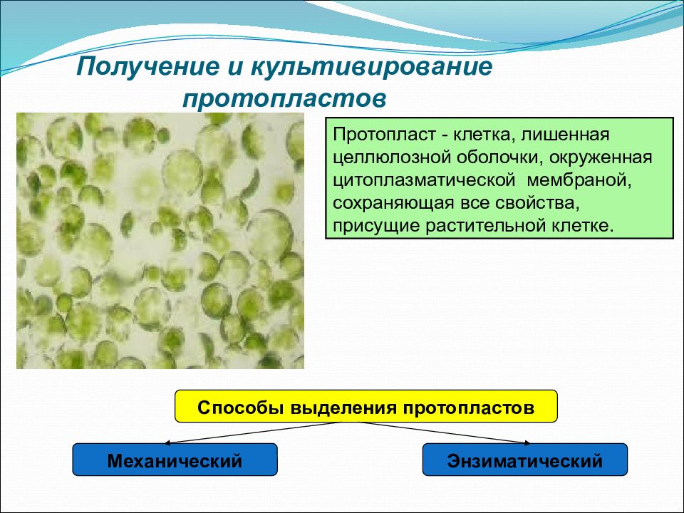 Протопласт. Способы получения растительных протопластов. Способы культивирования протопластов. Культура протопластов клеток растений. Выделение протопластов.