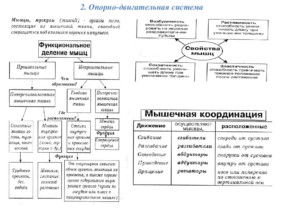 Опорно двигательная система презентация 7 класс