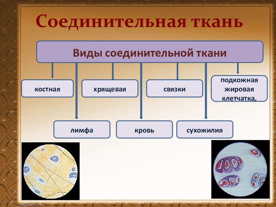 Типы соединительной ткани. Кровь, лимфа, хрящи, кости, жировая ткань, сухожилия, связки. Кровь хрящ жир разновидности.