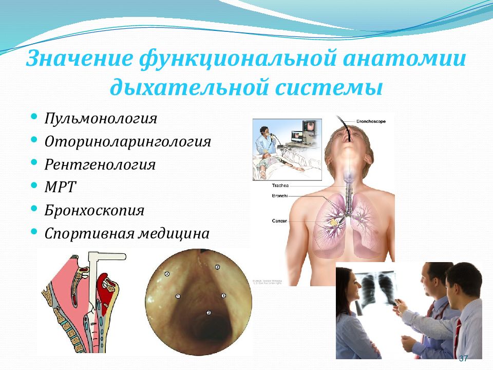 Анатомия огэ презентация