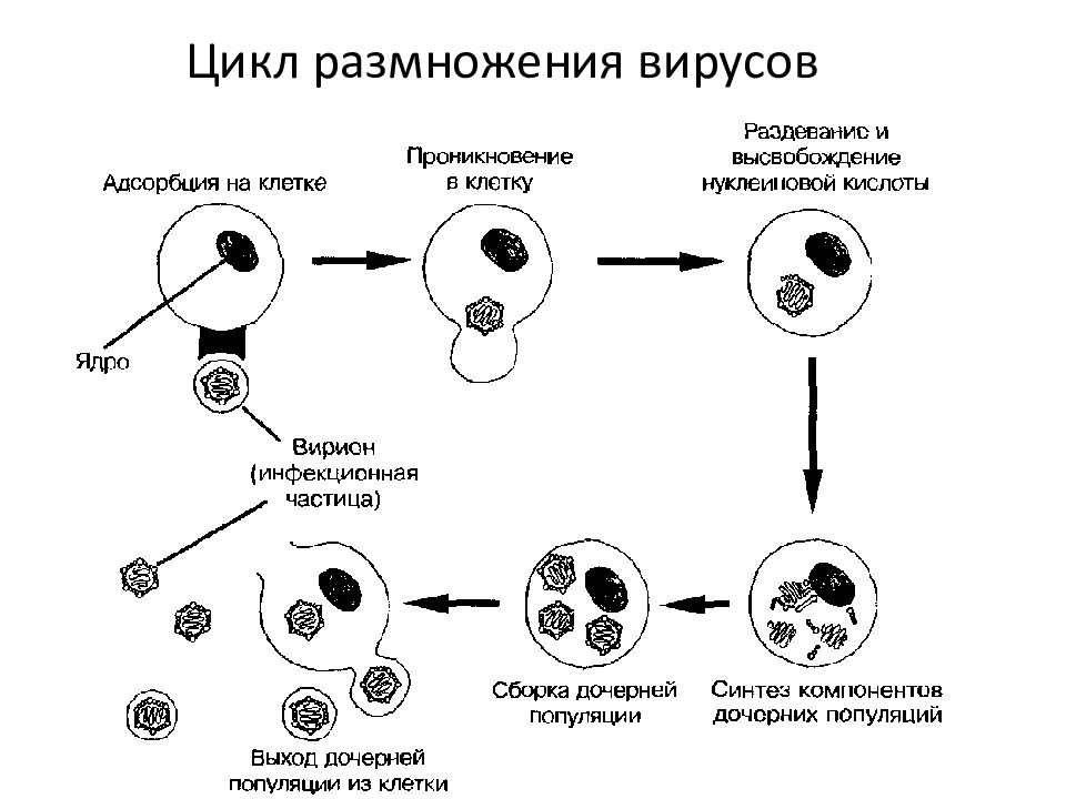 Рисунок цикл развития вируса