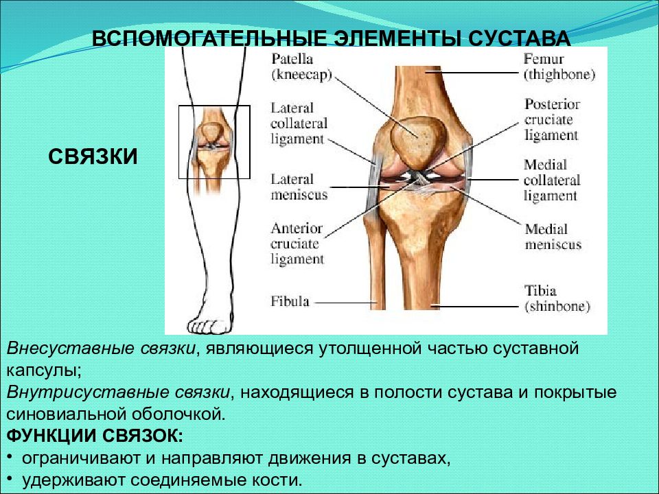 Основные элементы сустава. Элементы сустава. Основные и вспомогательные элементы сустава. Дополнительные элементы сустава. Вспомогательные элементы коленного сустава.