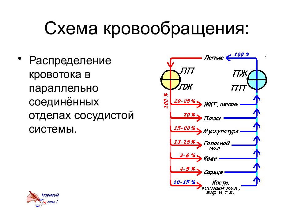 Отдел соединить. Электрическая модель кровообращения схема.