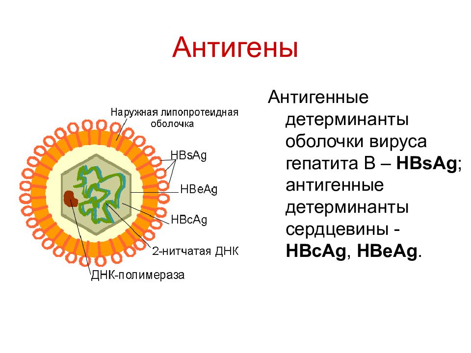 Антиген вируса гепатита в hbsag. Антигены вирусов. Антигены вируса гепатита с. Вирус гепатита в. Поверхностные антигены вирусов.