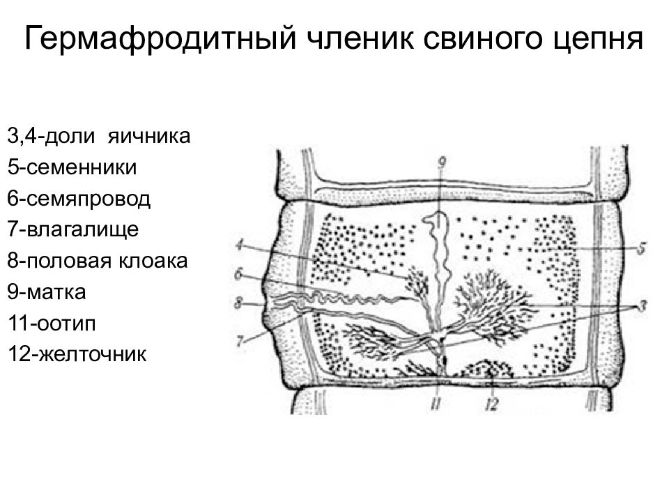 Строение бычьего цепня рисунок с подписями