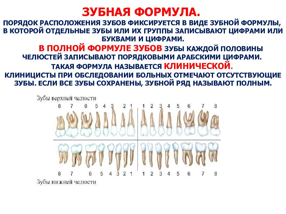 Зубная формула схема