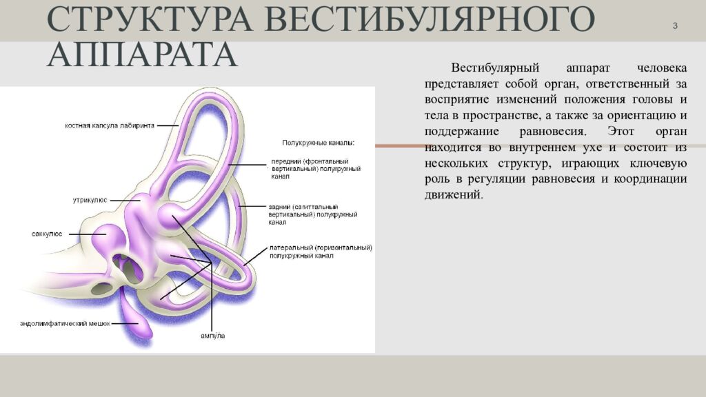 Структура вестибулярного аппарата