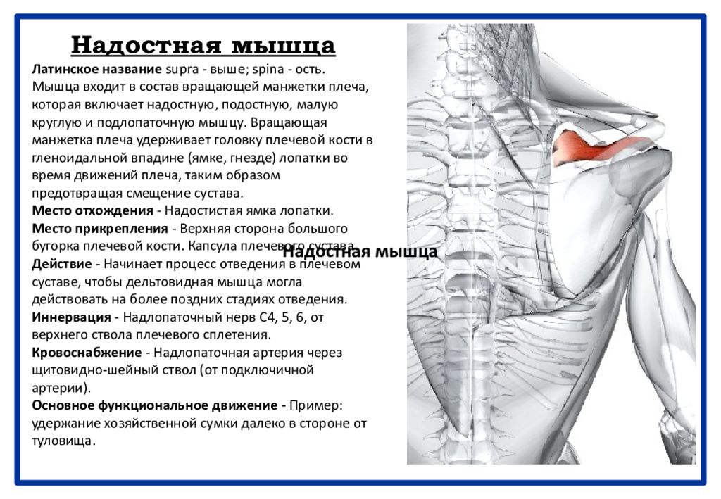 Боль в суставах латынь. Надостная мышца. Надостная мышца функции. Надостная мышца плеча функции. Надостная мышца анатомия.