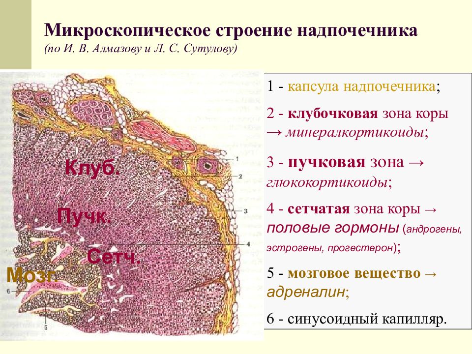 Надпочечники рисунок гистология