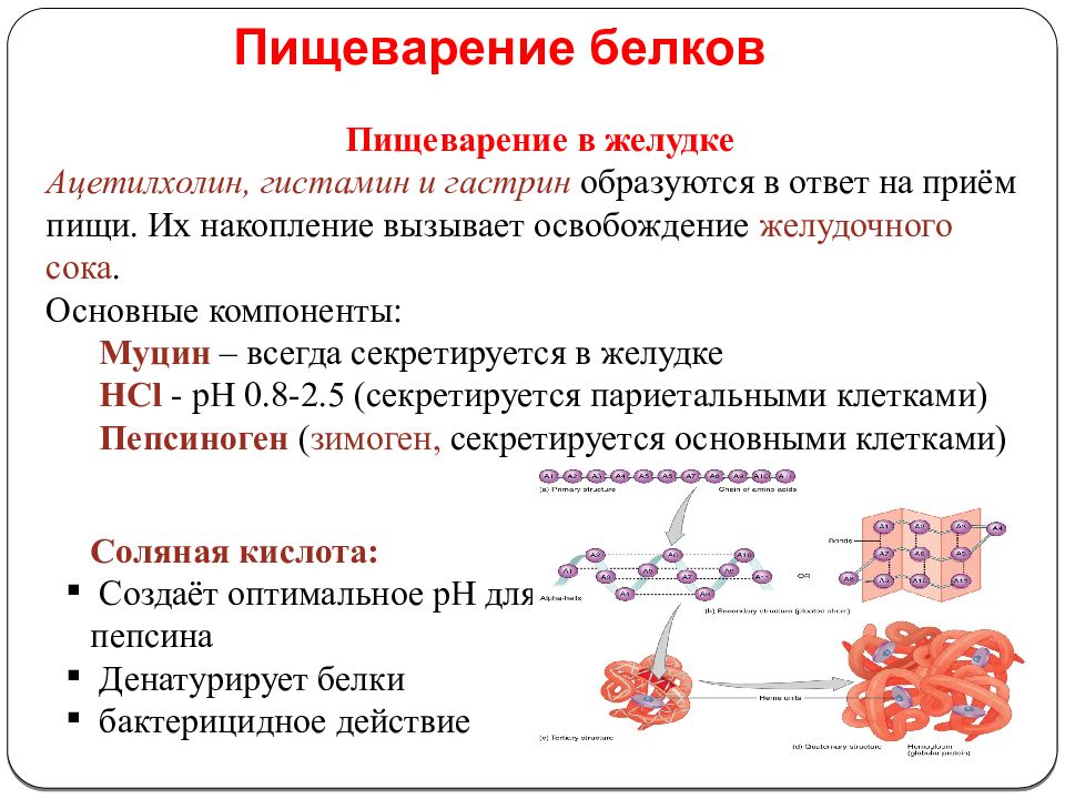 Общая схема переваривания белков