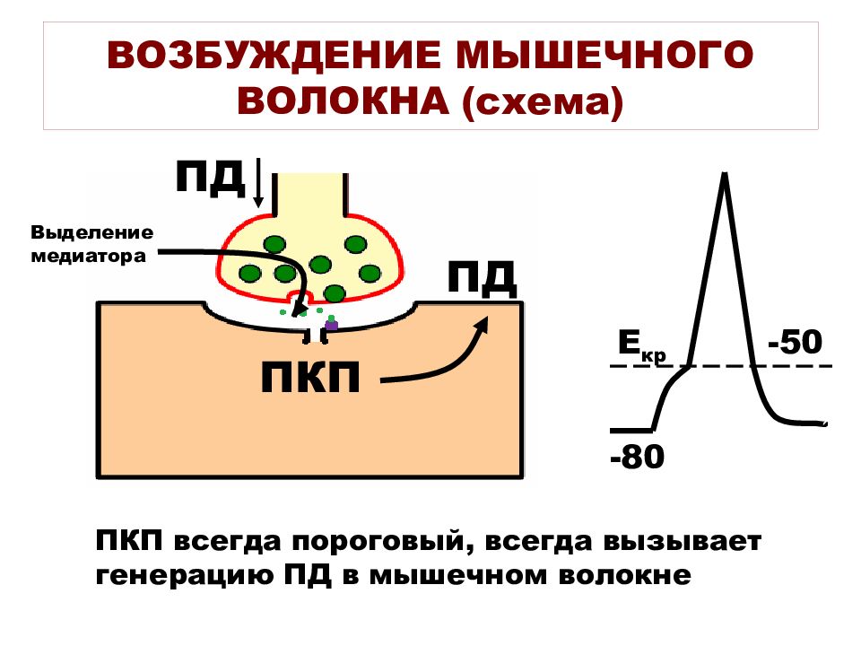 Возбуждение мышцы