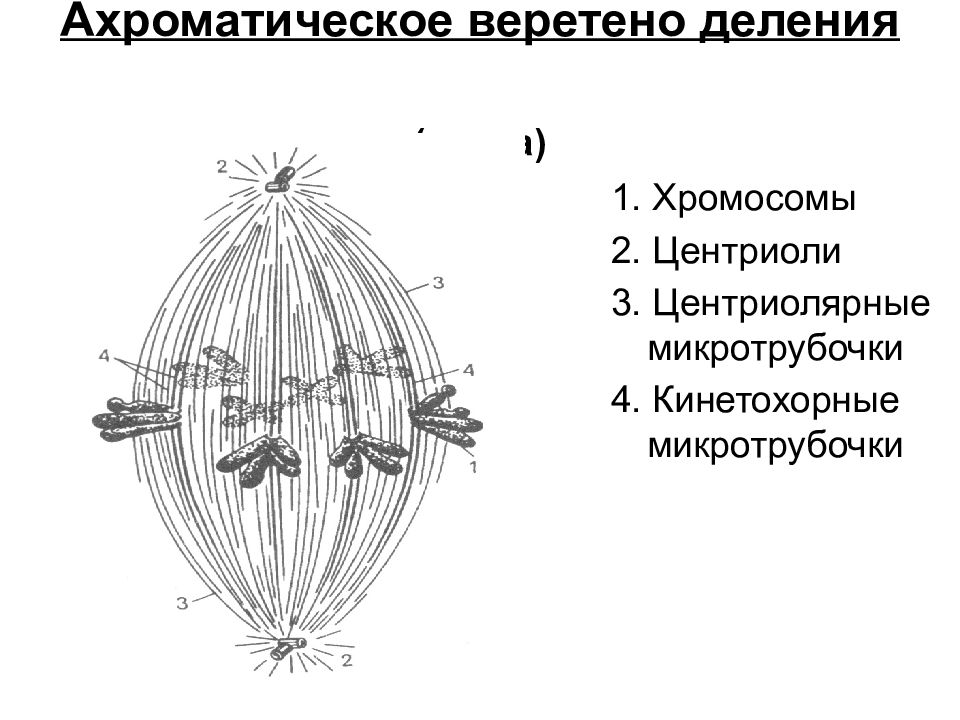 Веретено деления рисунок