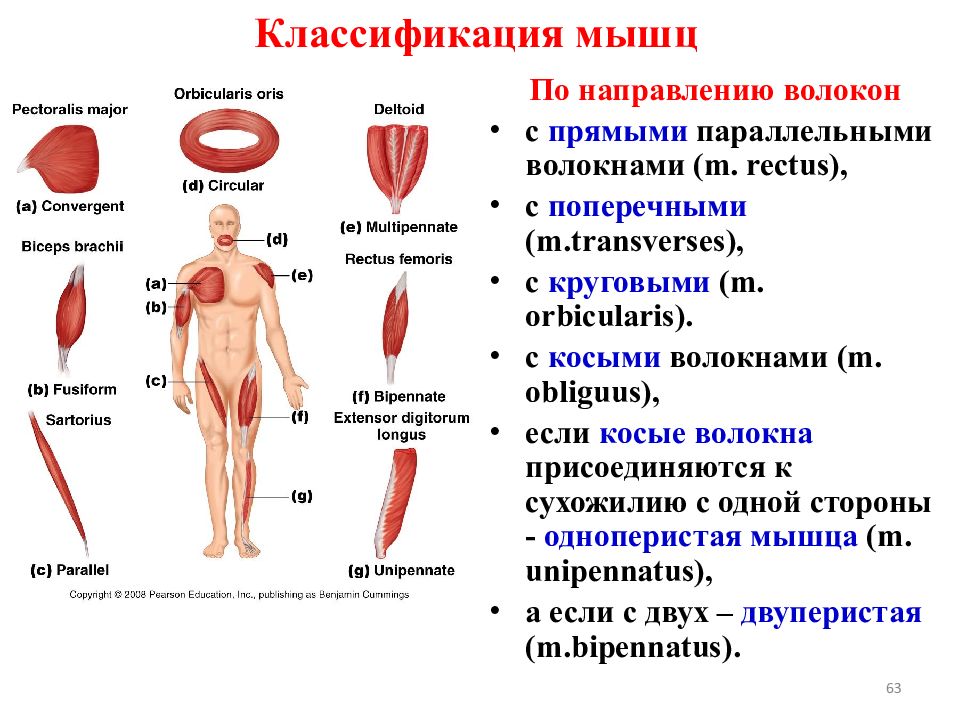 Классификация мышц. Классификация мышц по направлению волокон. Классификация и строение мышц. Классификация мышечной системы. Классификация мышц человека.