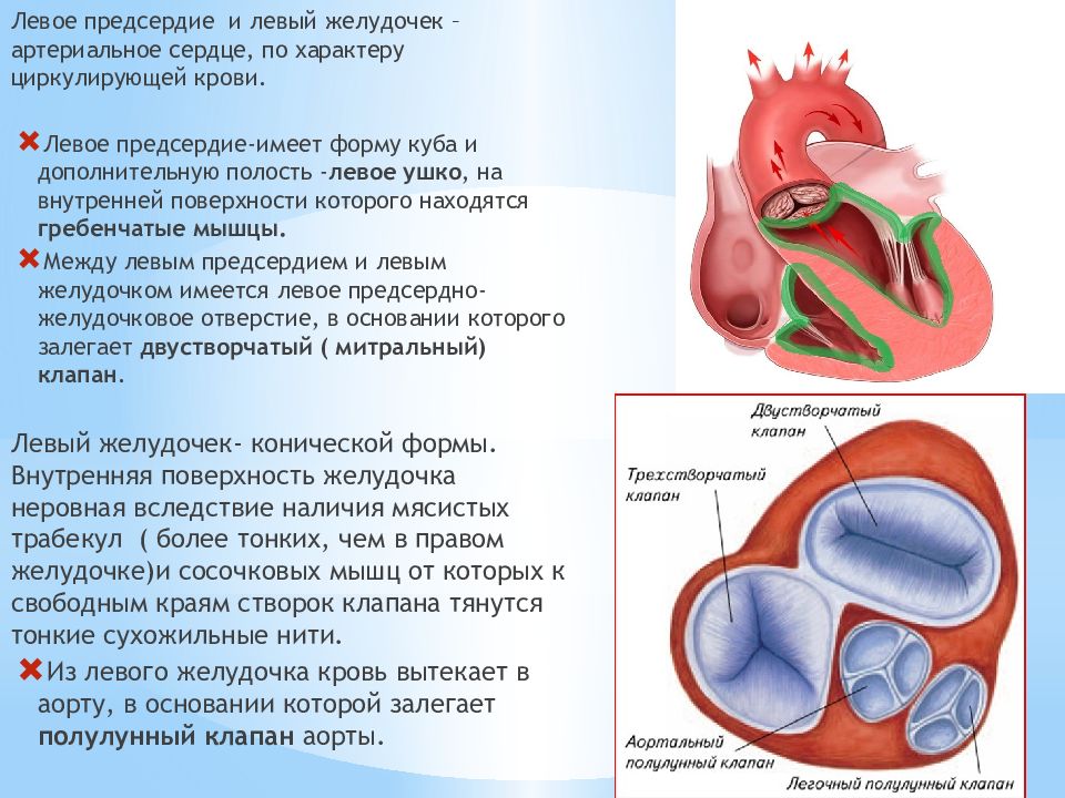 Картинка левый желудочек