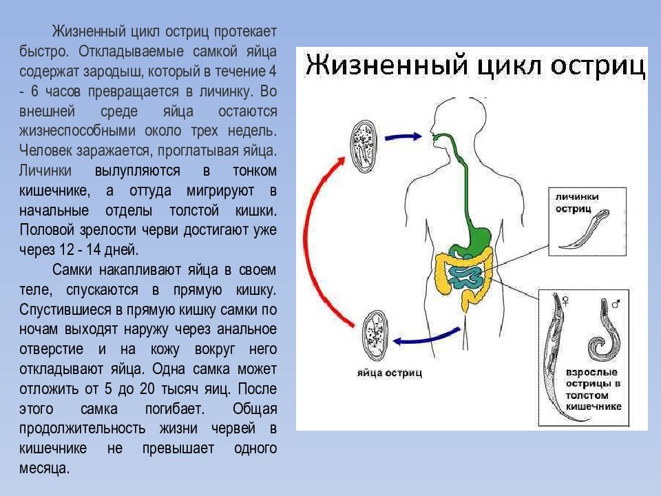 Острица цикл развития