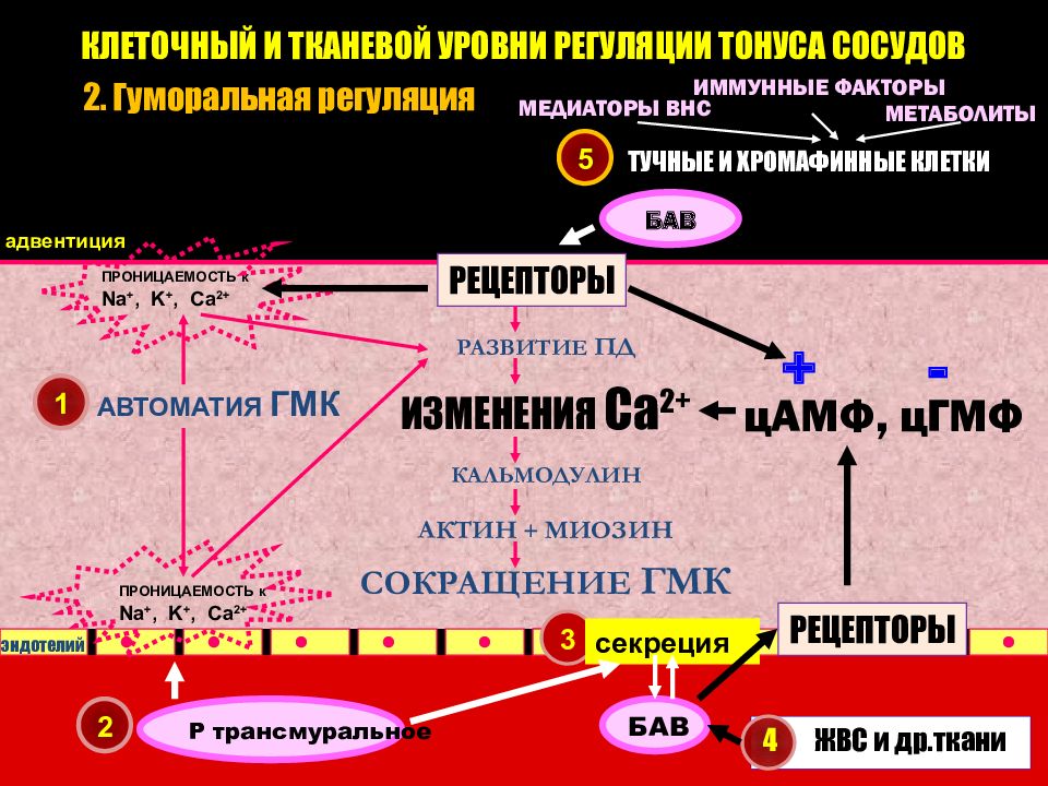 Регуляция тонуса. Схема регуляции сосудистого тонуса. Миогенный механизм регуляции тонуса сосудов. Тонус сосудов. Регуляция сосудистого тонуса.. График регуляции сосудистого тонуса.