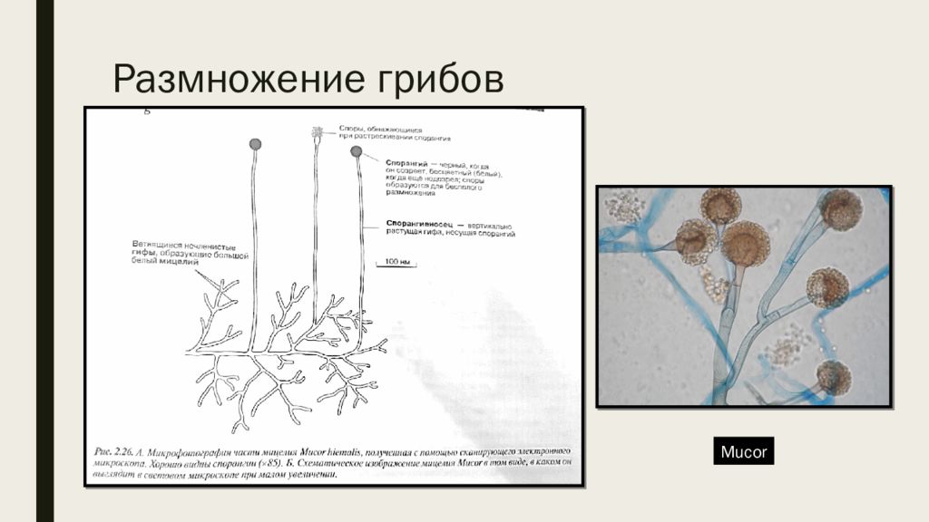 Грибы базидиомицеты мукор. Размножение мукора. Размножение гриба мукора. ЖЦ мукора. Жизненный цикл мукора.