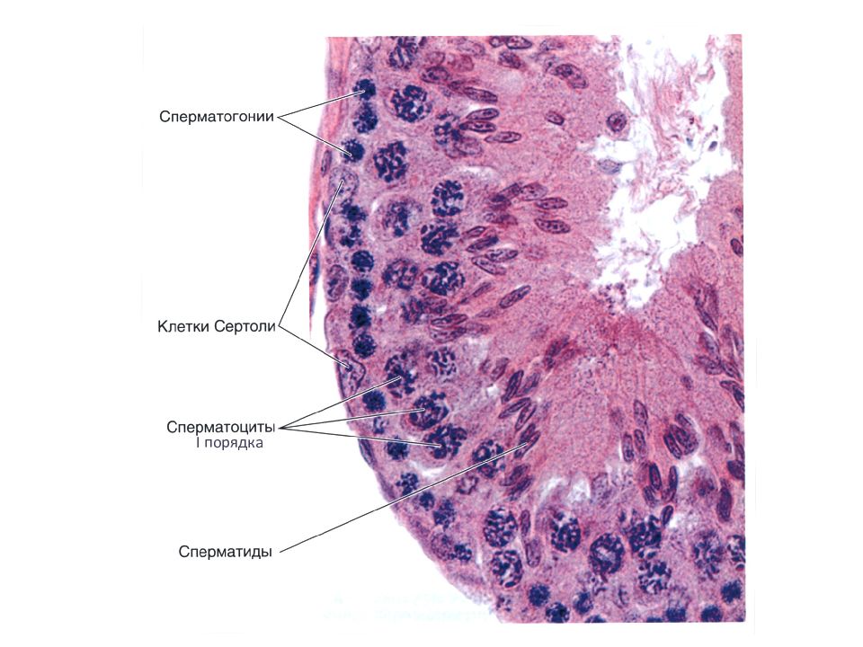 Половая система гистология презентация